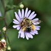 ABEILLE A CULOTTE à cause de ses longs poils de récolte du pollen de ses pattes. 2024. ISABELLE TURBAN